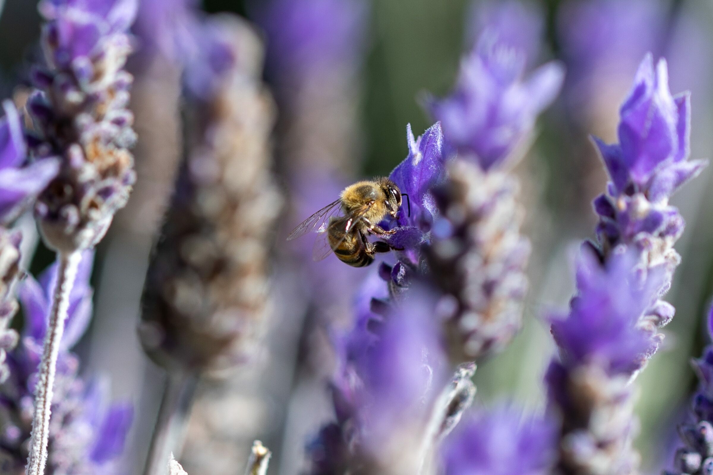 Foto de  Lucas Nogueira fotografia quadros decora&ccedil;&atilde;o 16