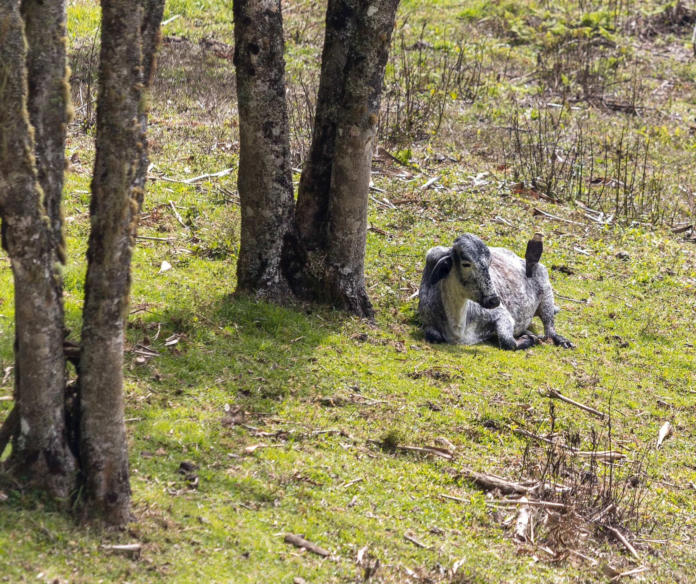 Foto de  Lucas Nogueira fotografia quadros decora&ccedil;&atilde;o 12