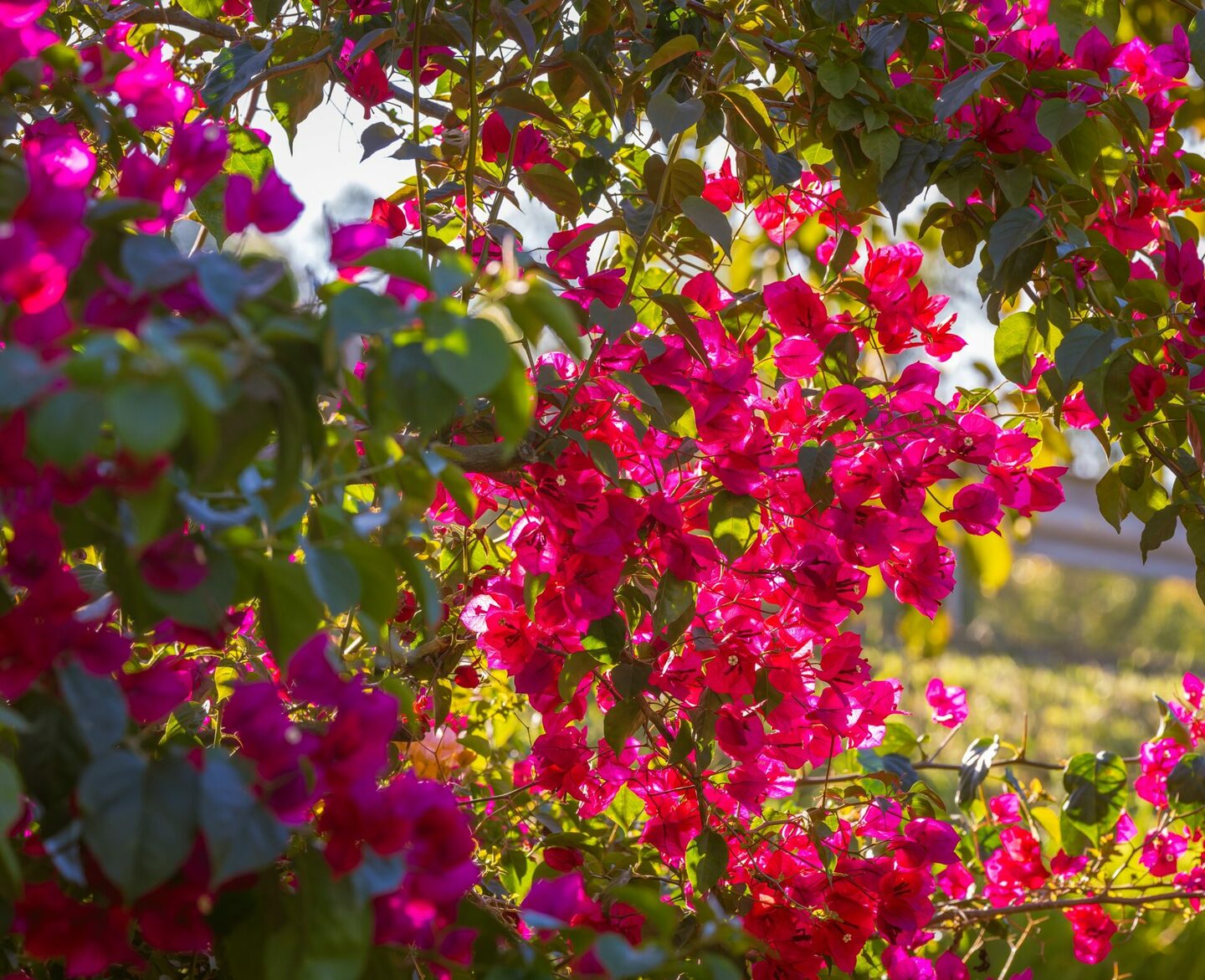 Flora Flora